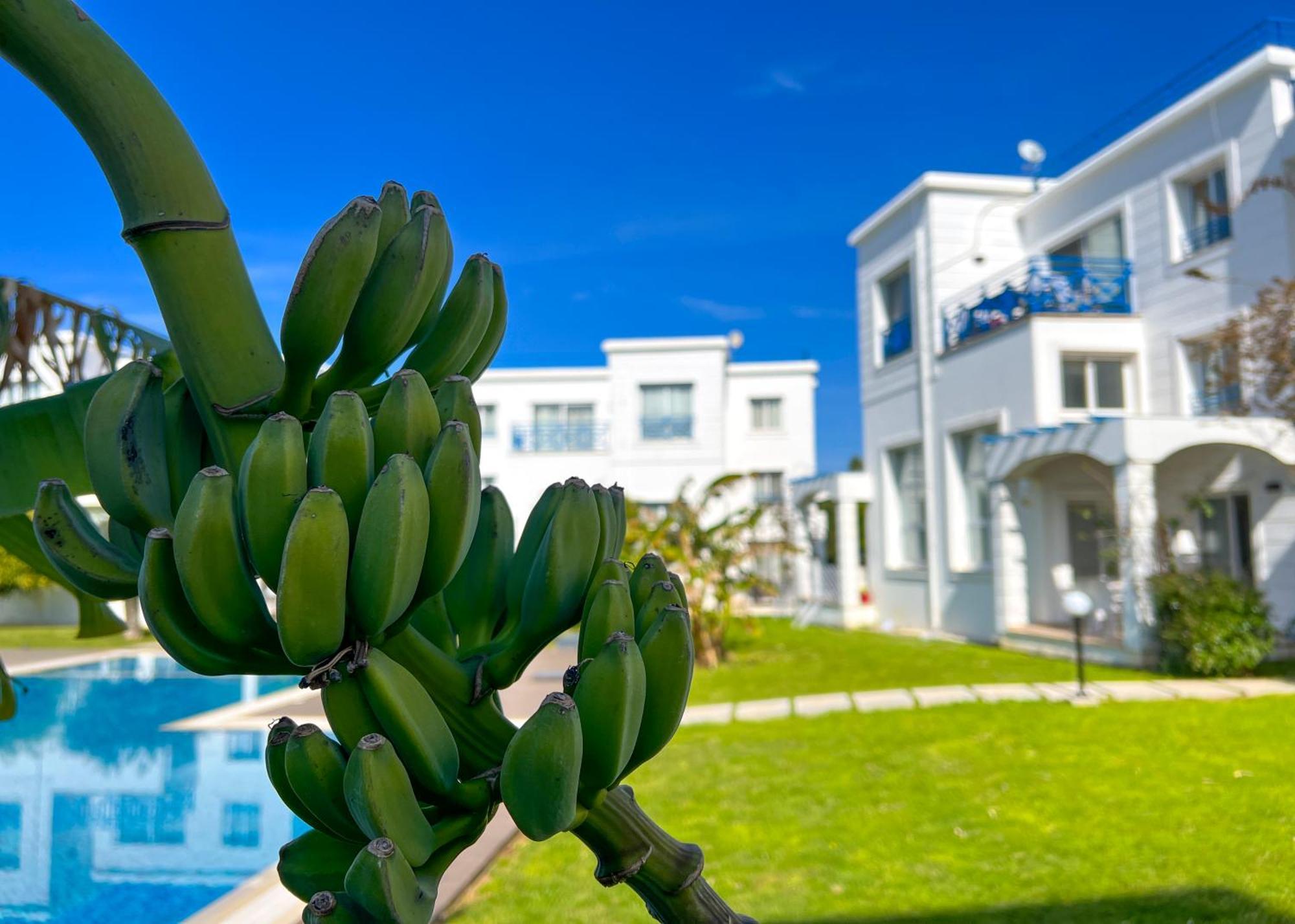 Garden Loft Apt With Pool In Alsancak Kyrenia Kyrenia  Luaran gambar